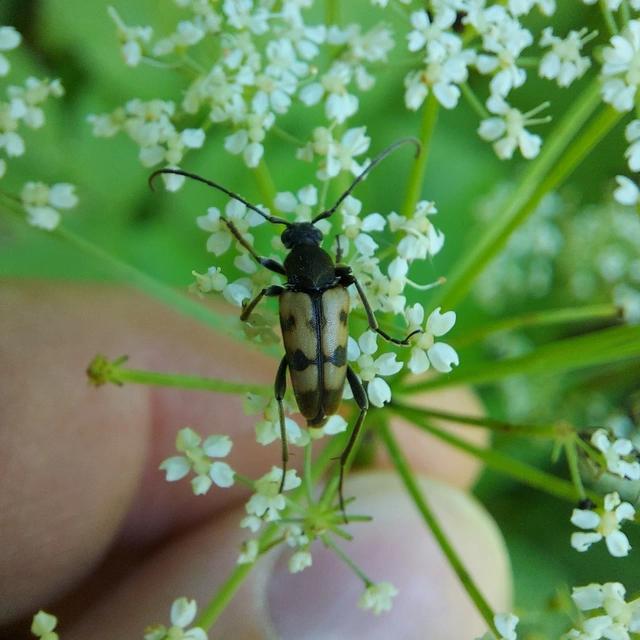 Pachytodes erraticus - rajzos virágcincér