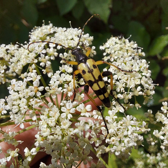 Rutpela maculata - tarkacsápú karcsúcincér