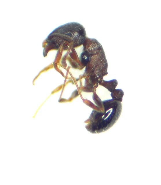 Tetramorium