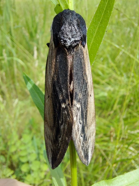 Sphinx ligustri - fagyalszender