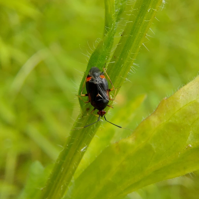 Deraeocoris ruber - vöröses mezeipoloska