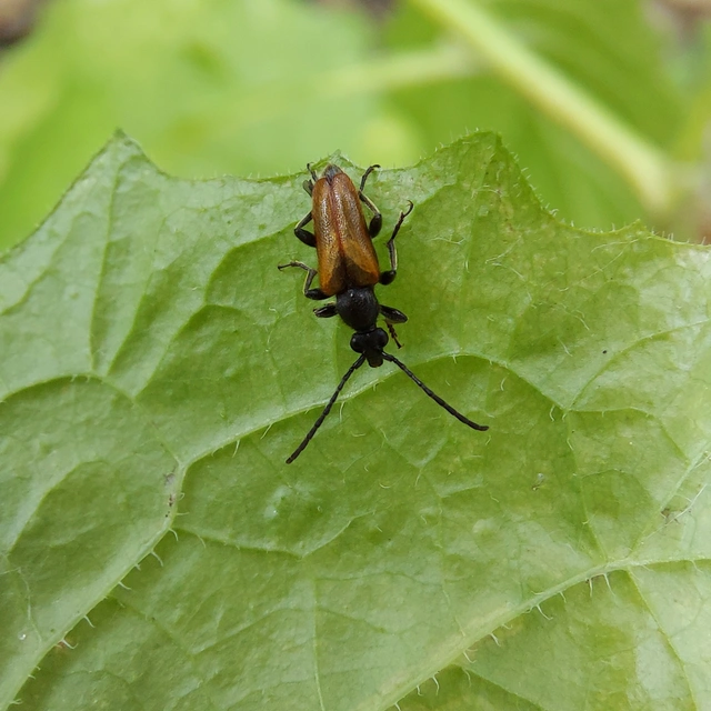 Pseudovadonia livida - barnás virágcincér