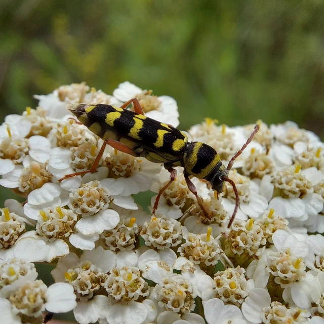 Echinocerus floralis - lucerna-darázscincér