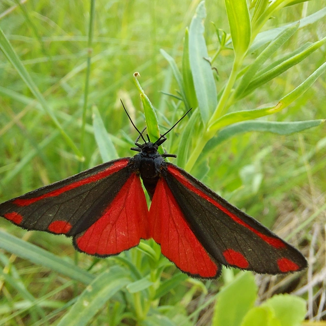 Tyria jacobaeae - jakabfű-medvelepke