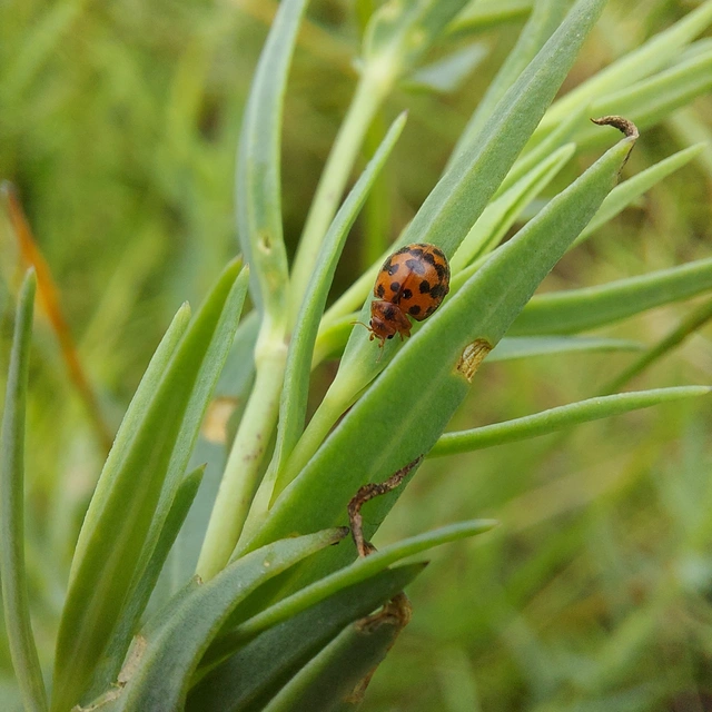 Subcoccinella vigintiquatuorpunctata - lucernaböde