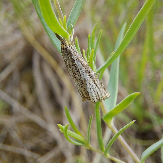 Thisanotia chrysonuchella - tavaszi fűgyökérmoly