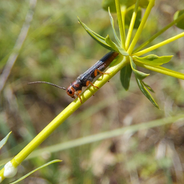 Oberea erythrocephala - pirosfejű kutyatejcincér