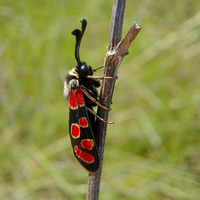 Zygaena carniolica - fehérgyűrűs csüngőlepke