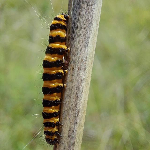Tyria jacobaeae - jakabfű-medvelepke