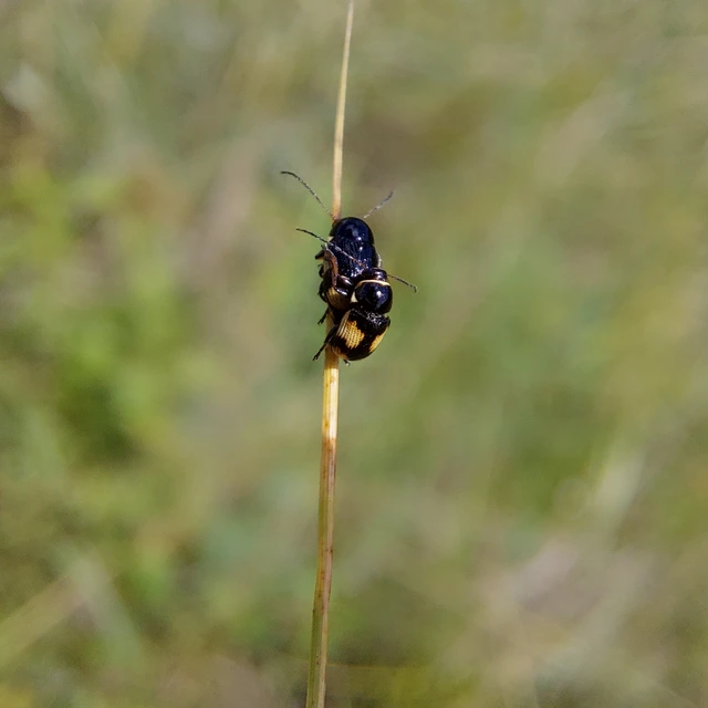 Cryptocephalus moraei - közönséges zömökbogár