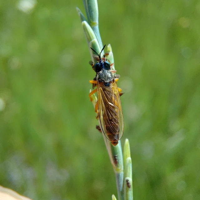 Dioctria