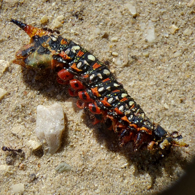 Hyles euphorbiae - kutyatejszender