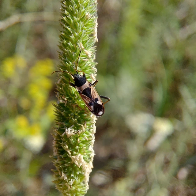 Raglius confusus