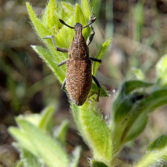 Rhabdorrhynchus echii - kígyósziszbarkó