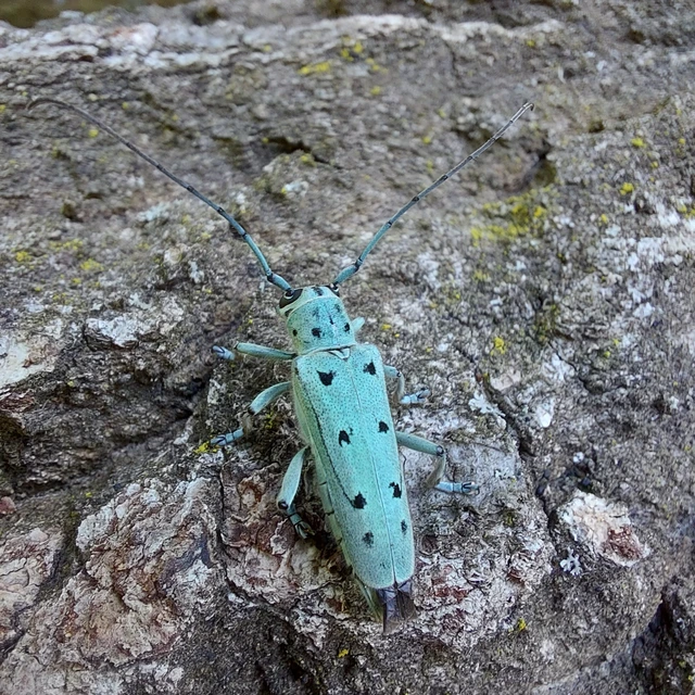Saperda octopunctata - nyolcpontos cincér