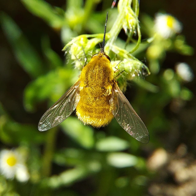 Bombyliidae - pöszörlégyfélék