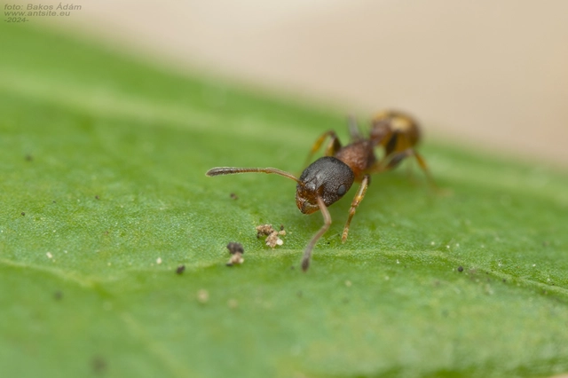 Temnothorax affinis - erdei kéreghangya