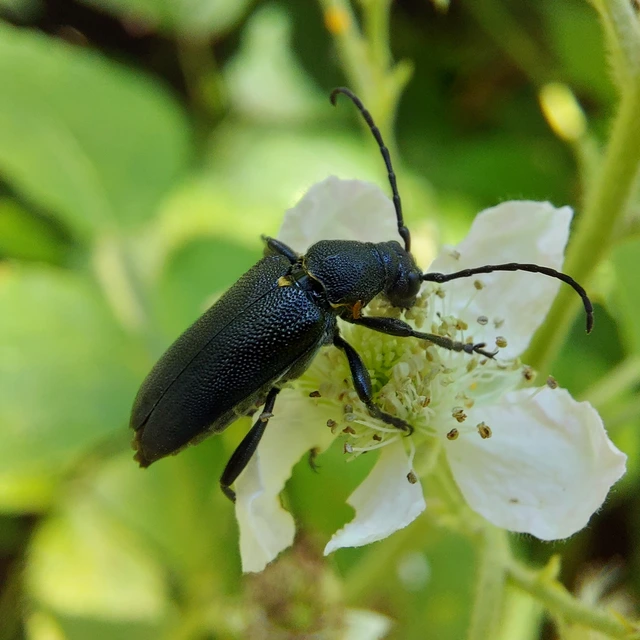 Stictoleptura scutellata - hegyi virágcincér