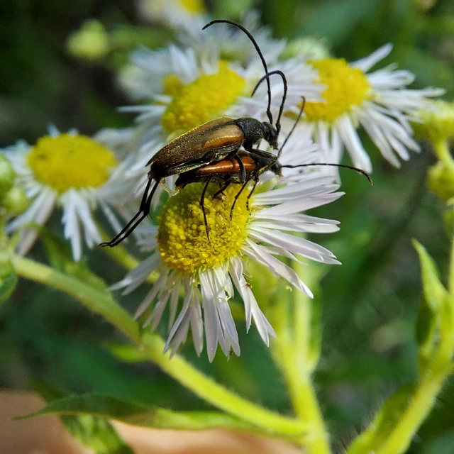Stenurella melanura - feketevégű karcsúcincér