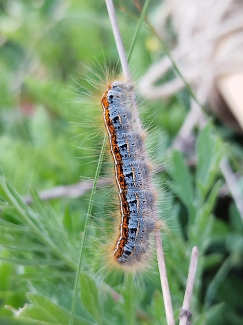 Malacosoma castrensis - kutyatejszövő