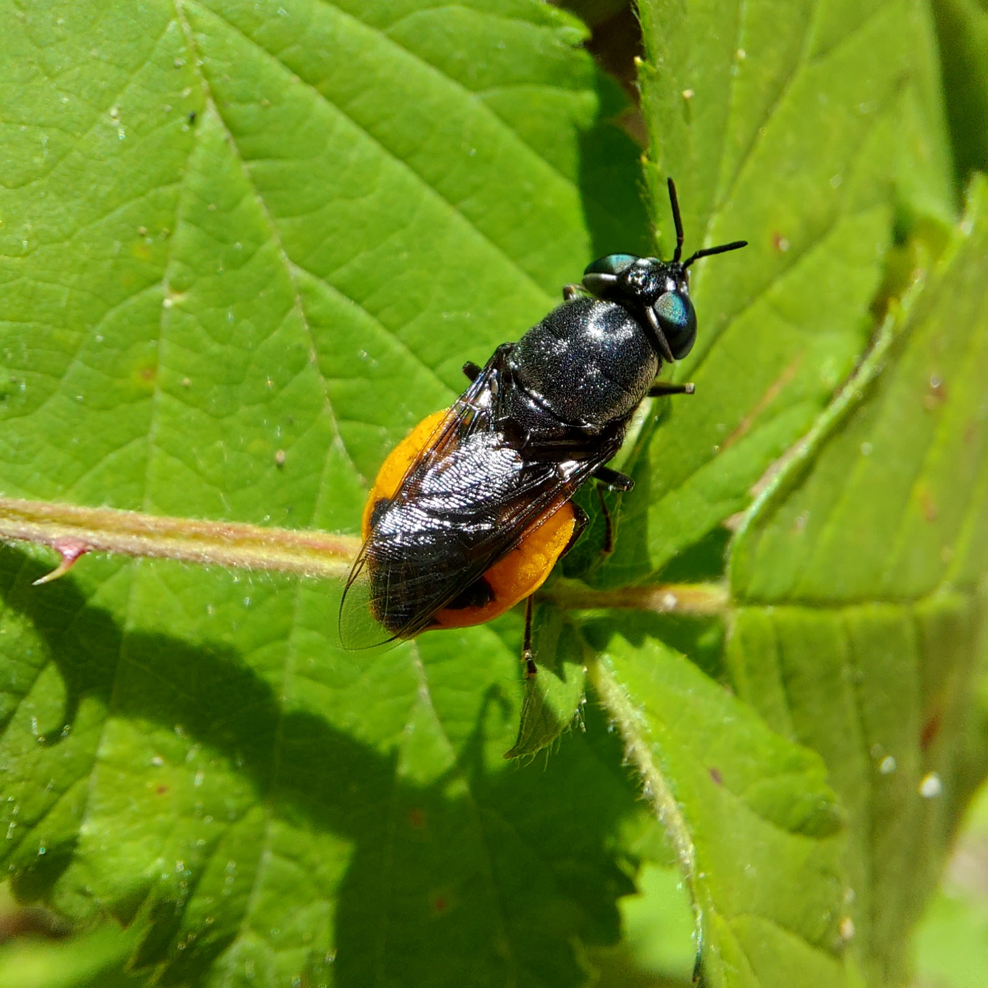 Odontomyia flavissima