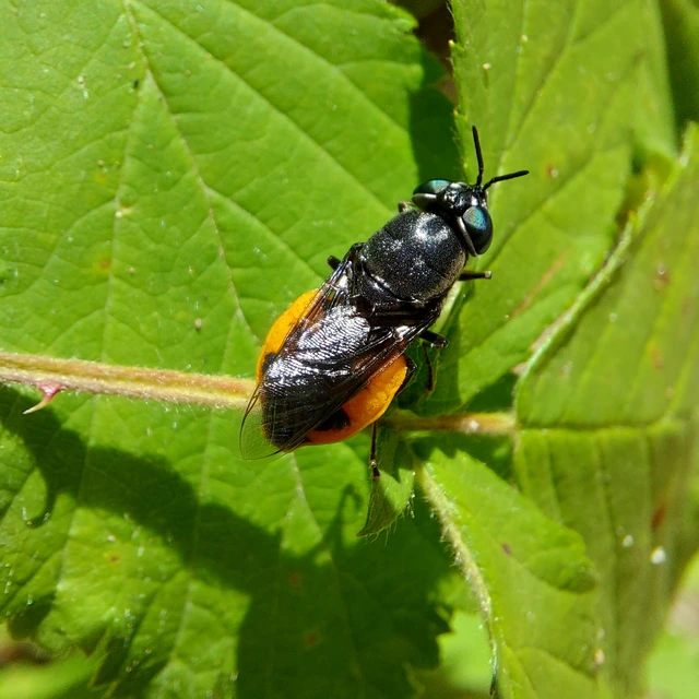 Odontomyia flavissima