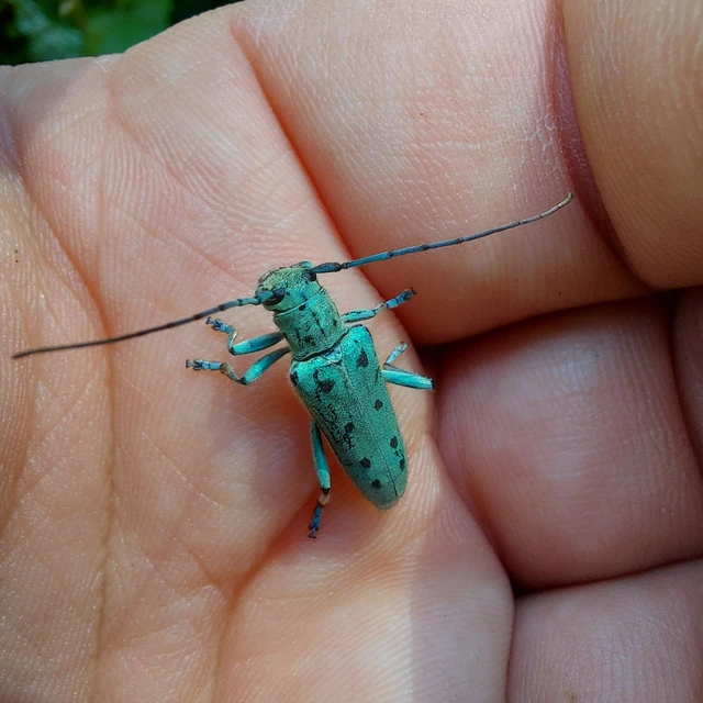 Saperda octopunctata - nyolcpontos cincér