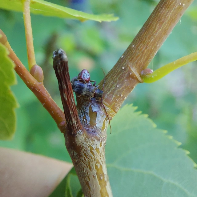 Exocentrus lusitanus - hársfa-rőzsecincér