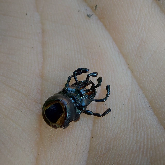 Carabus coriaceus praeillyricus - illír bőrfutrinka Carabus coriaceus praeillyricus - illír bőrfutrinka