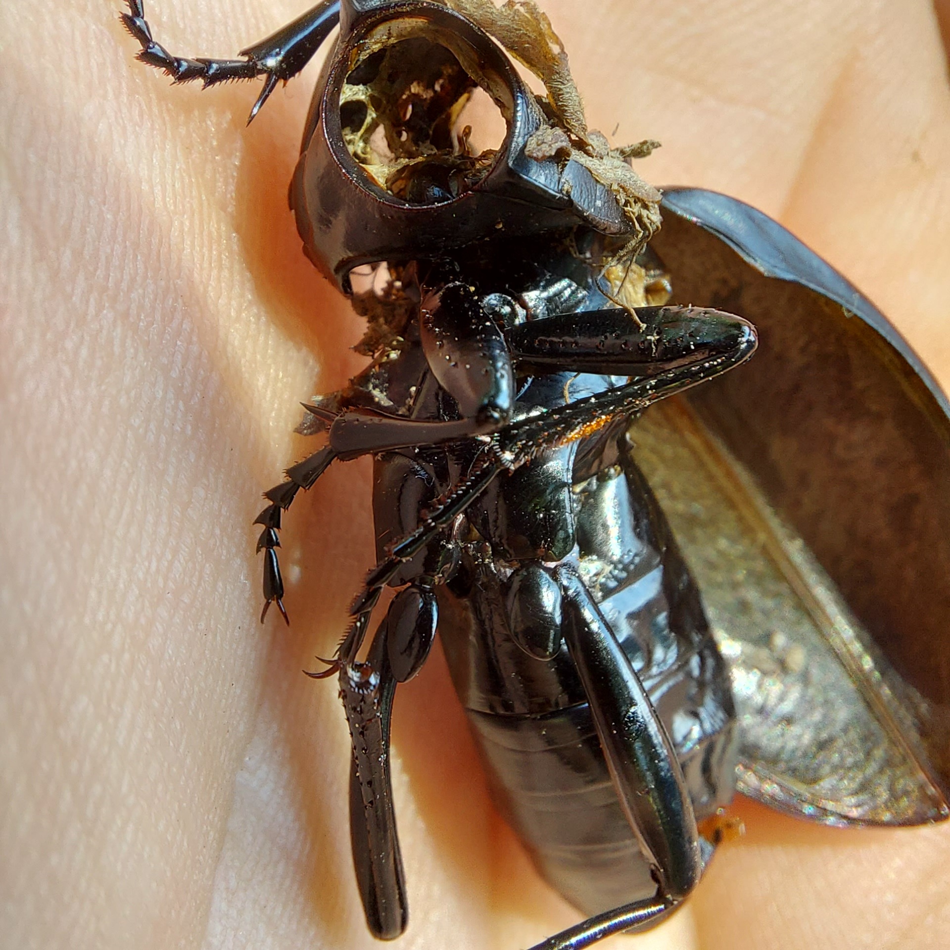 Carabus coriaceus praeillyricus - illír bőrfutrinka
