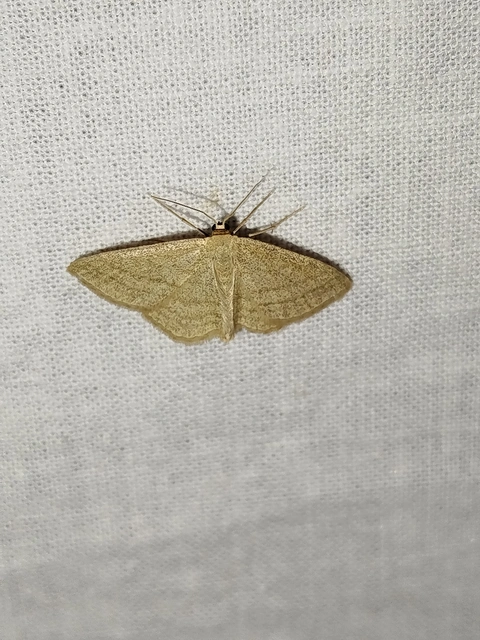 Scopula virgulata - vesszős sávosaraszoló