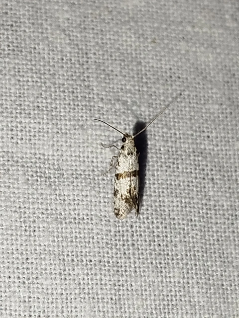 Scythropia crataegella - galagonya-pókhálósmoly