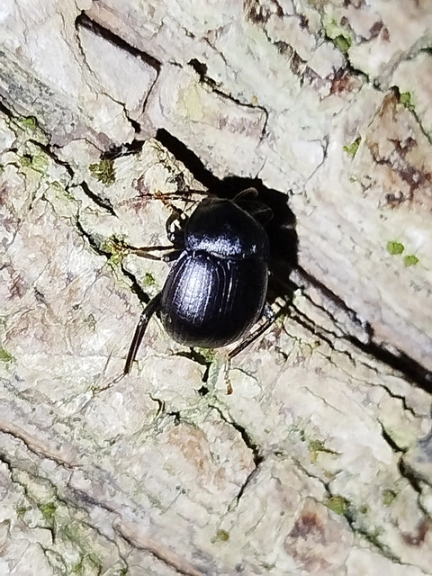 Accanthopus velikensis