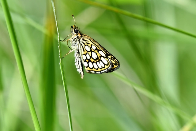 Heteropterus morpheus - tükrös busalepke