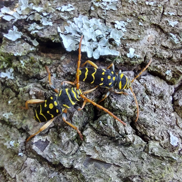 Plagionotus arcuatus - bársonyos darázscincér