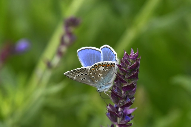 Polyommatus icarus - közönséges boglárka