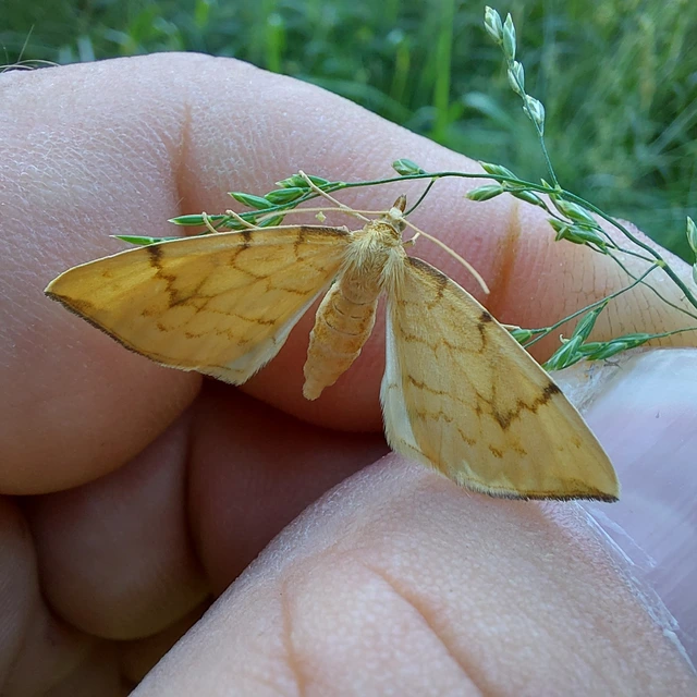 Eulithis pyraliata - sárga galajaraszoló