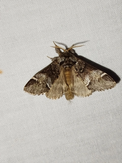 Drymonia dodonea - bélyeges púposszövő