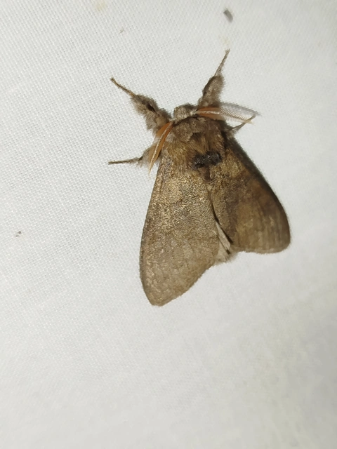 Calliteara pudibunda - hamvasszövő