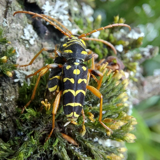 Plagionotus arcuatus - bársonyos darázscincér