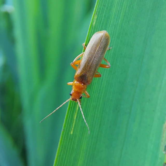 Cantharis rufa - rőt lágybogár