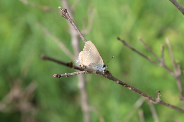 Satyrium acaciae - akác-csücsköslepke