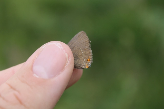 Satyrium acaciae - akác-csücsköslepke