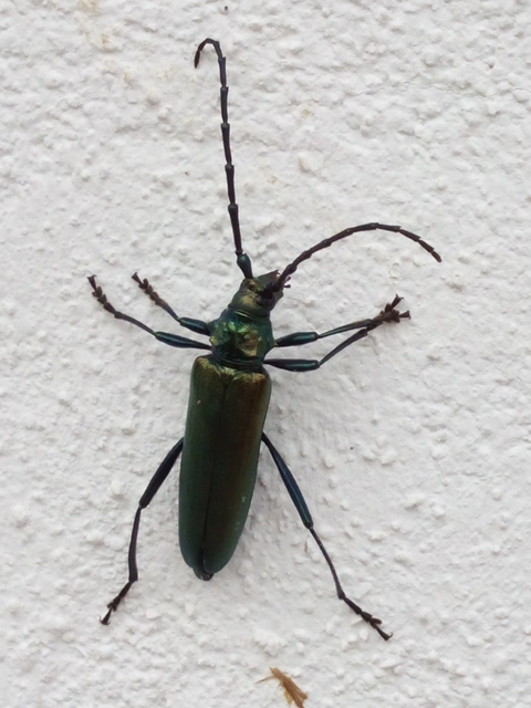 Aromia moschata - pézsmacincér