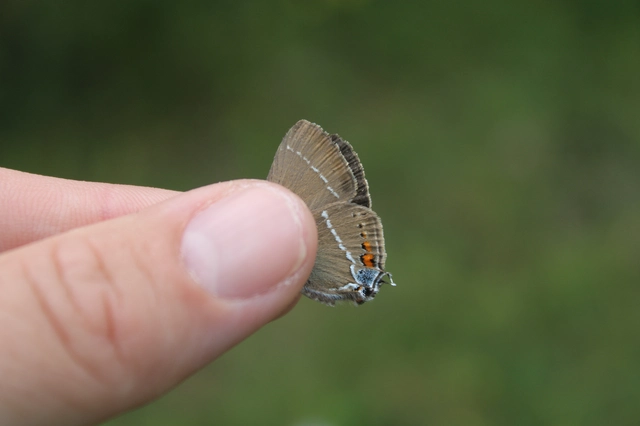 Satyrium spini - kökény-csücsköslepke