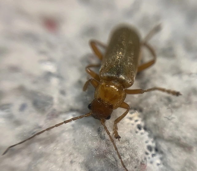 Cantharis rufa - rőt lágybogár