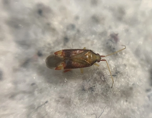 Pseudoloxops coccineus Pseudoloxops coccineus