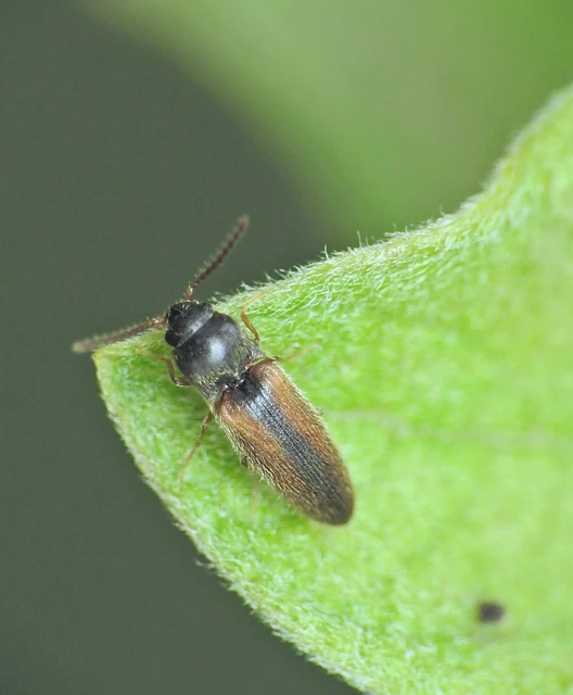 Adrastus