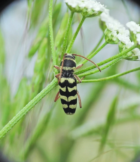 Echinocerus floralis - lucerna-darázscincér