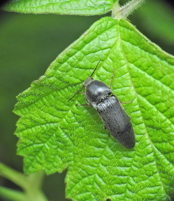 Elateridae - pattanóbogárfélék